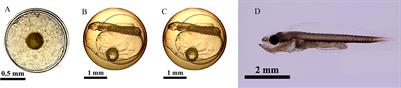 Changes in amino acid and fatty acid composition during early development in cobia (Rachycentron canadum)